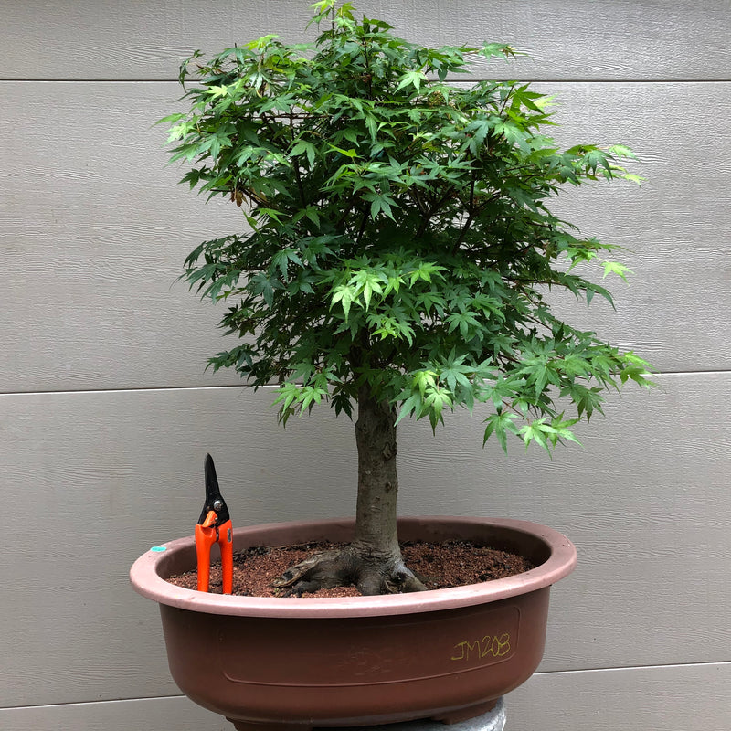 Japanese Maple Bonsai 209