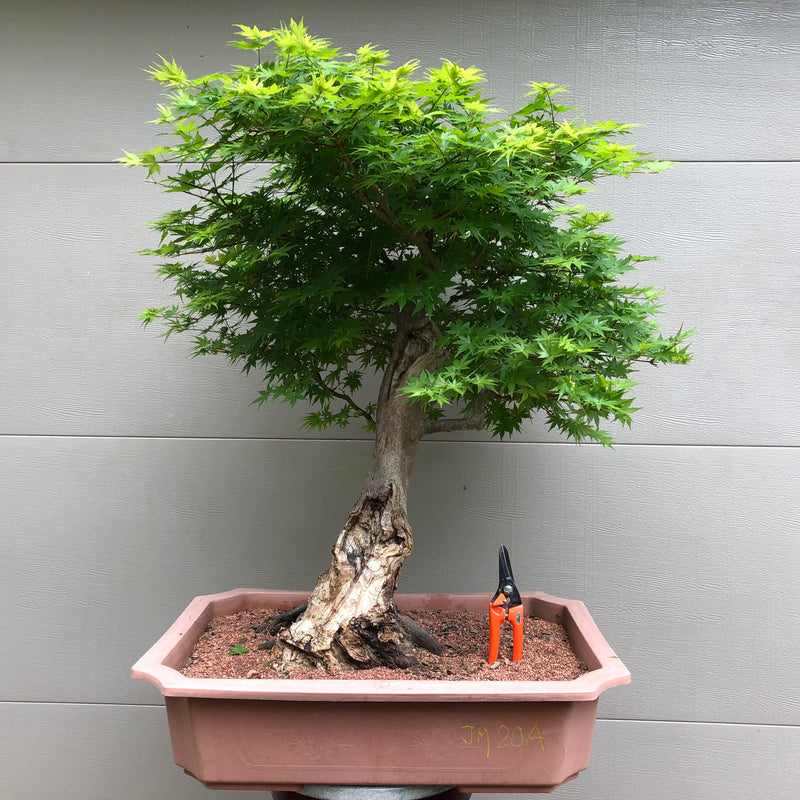 bloodwood tree bonsai Japanese Maple Bonsai 20A with Uro/deadwood – Bella Bonsai Nursery