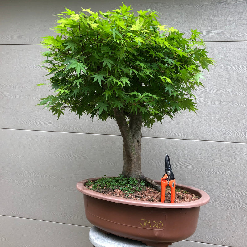 Japanese Maple Bonsai 2010