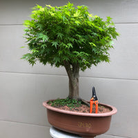 Japanese Maple Bonsai 209