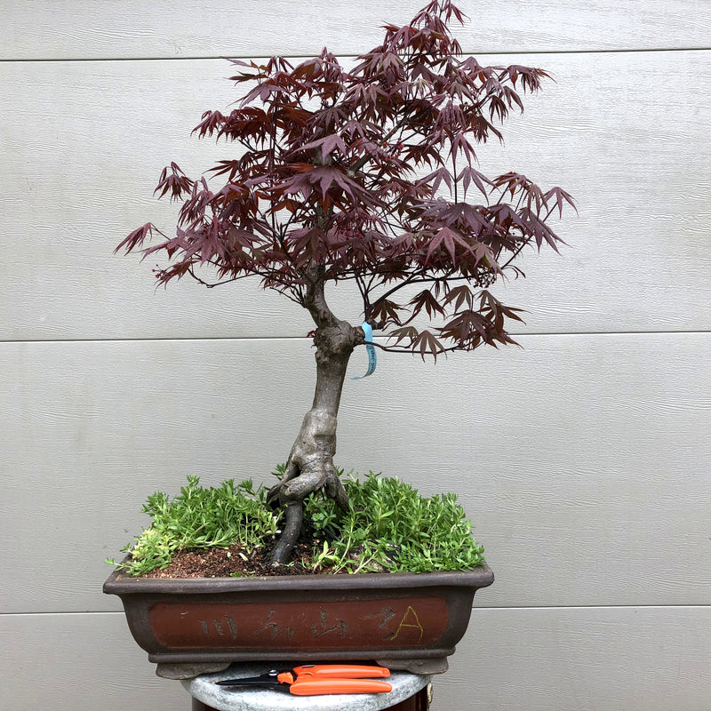 Japanese Red Maple 202