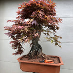 Japanese Red Maple 202
