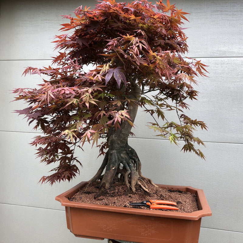 Japanese Red Maple 201