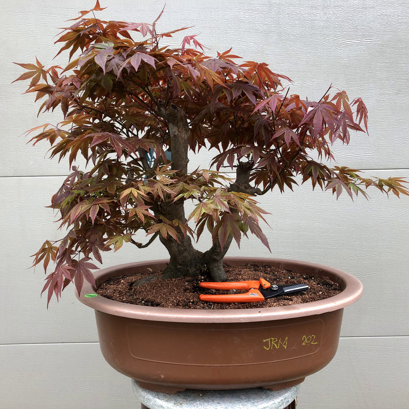 Japanese Red Maple 202