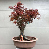 Japanese Red Maple 202