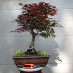 Japanese Maple Bonsai Tree