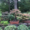 Japanese Maple Bonsai Tree