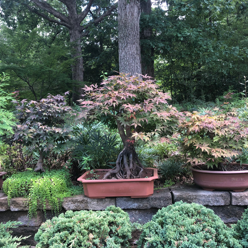 Japanese Maple Bonsai Tree