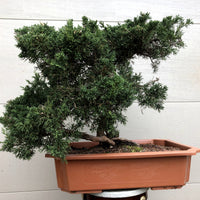 Shimpaku Juniper Bonsai