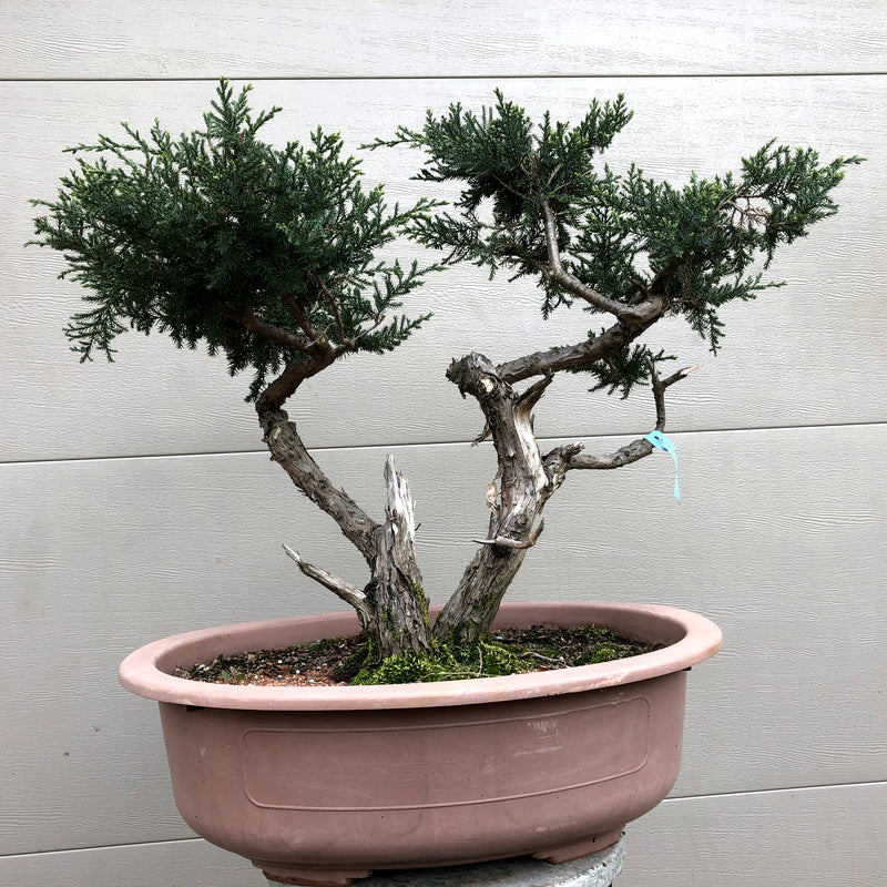 Juniper bonsai tree