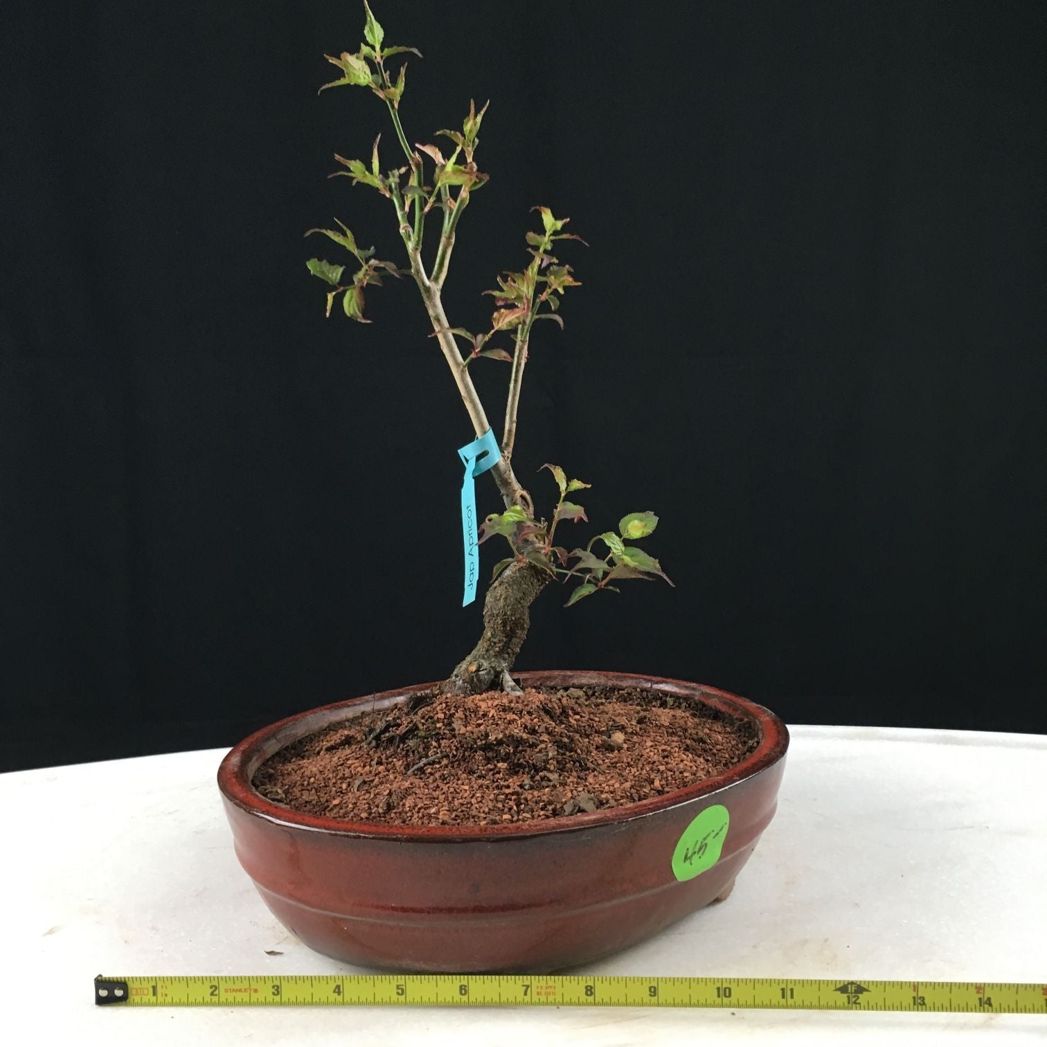 apricot tree bonsai Japanese Apricot Bonsai Tree – Bella Bonsai Nursery