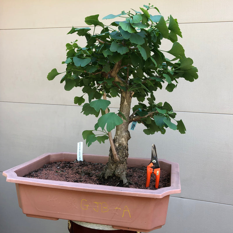 ginkgo biloba bonsai tree for sale Ginkgo Maidenhair tree Bonsai – Bella Bonsai Nursery