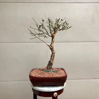 Japanese Apricot Bonsai Tree