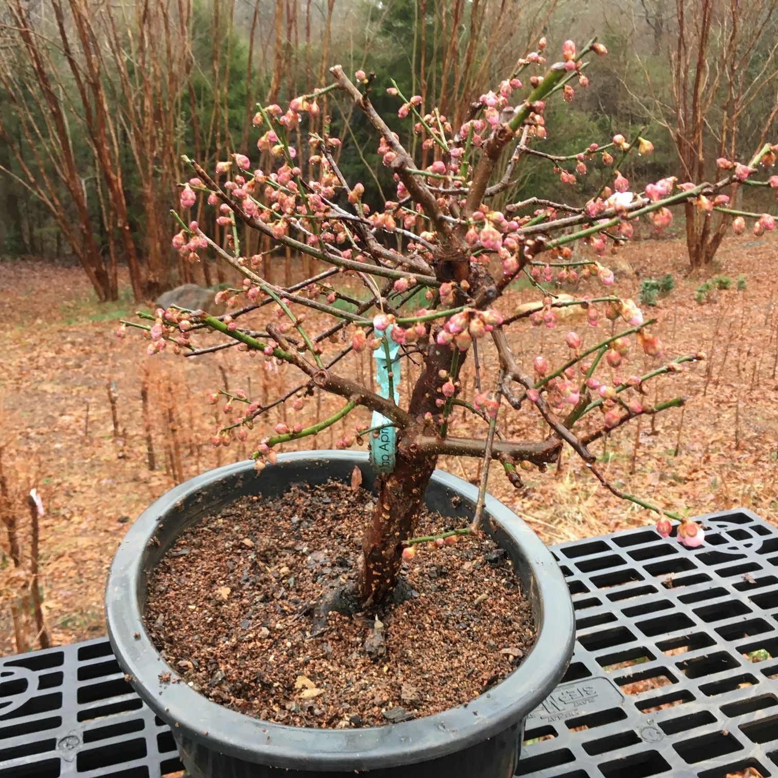 Japanese Apricot Bonsai Tree – Bella Bonsai Nursery
