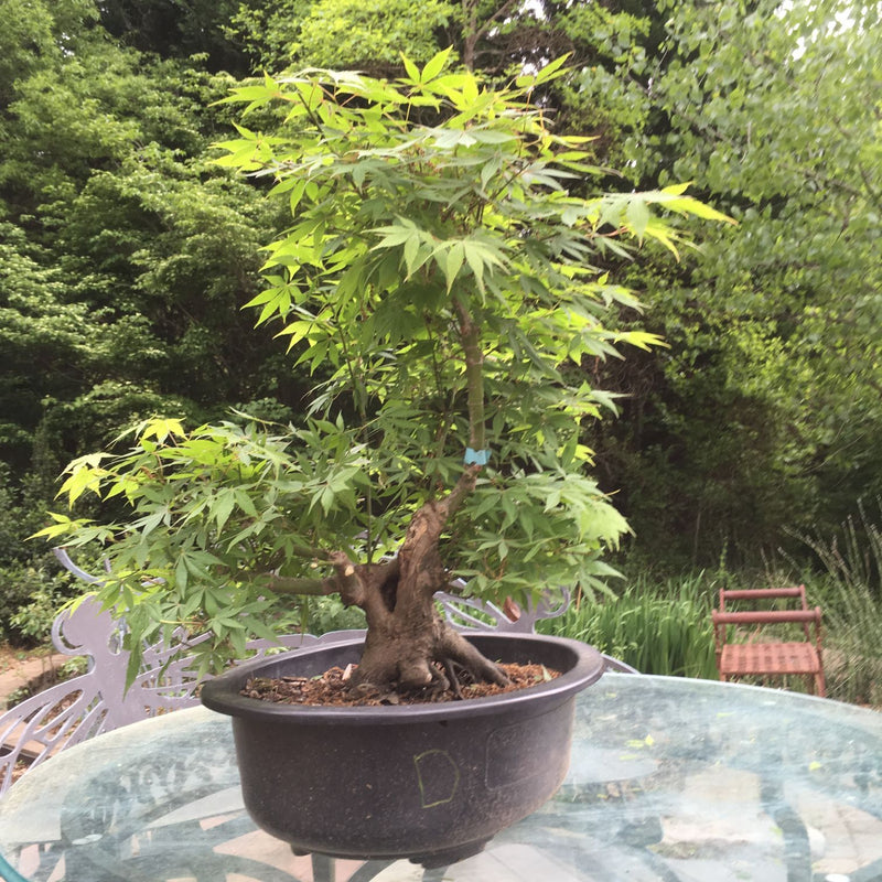 Japanese Cutleaf Maple Bonsai Tree