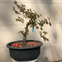 Arakawa Japanese Maple Bonsai Tree