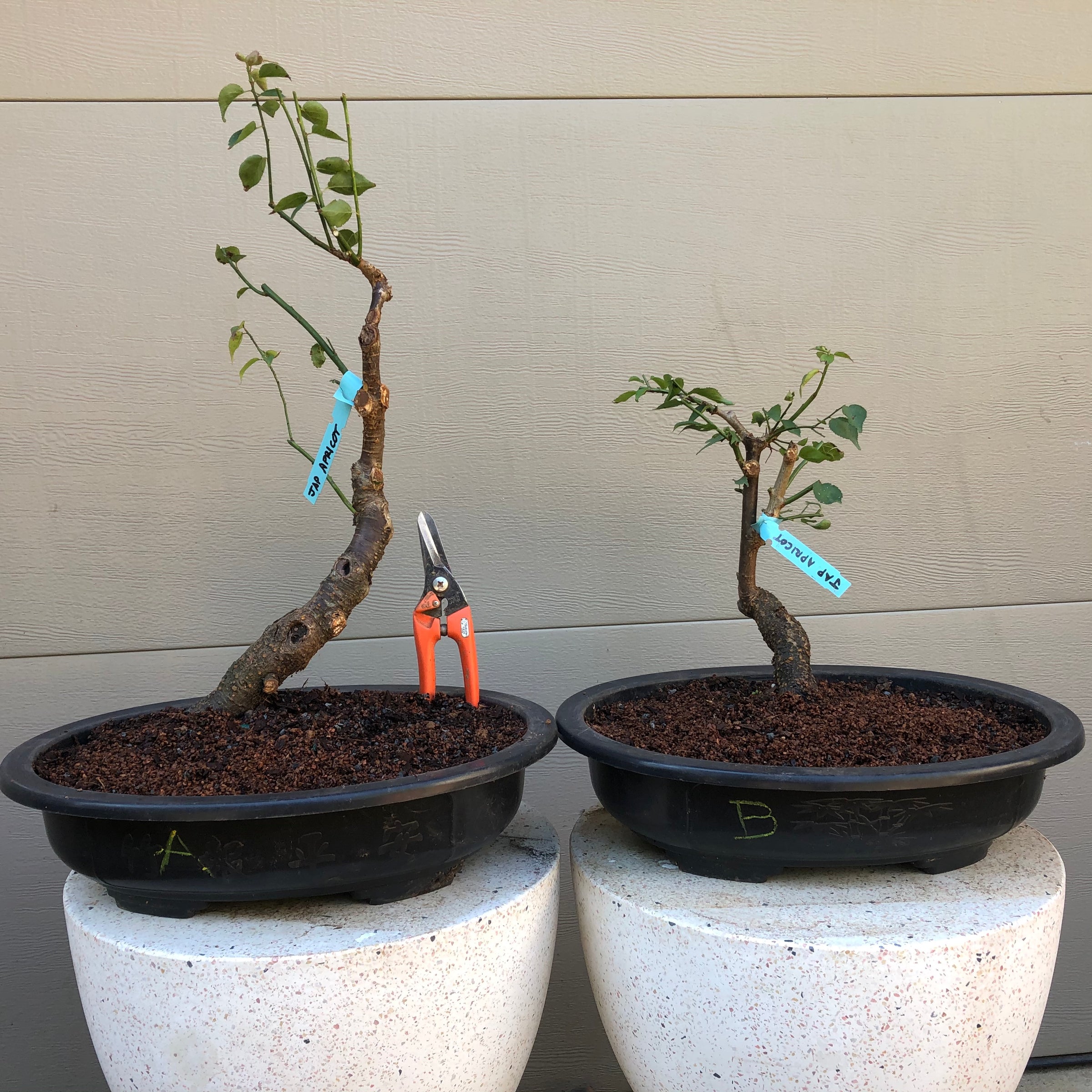 sweet plum tree bonsai Ume Japanese Apricot-Japanese Plum Bonsai 18 – Bella Bonsai Nursery