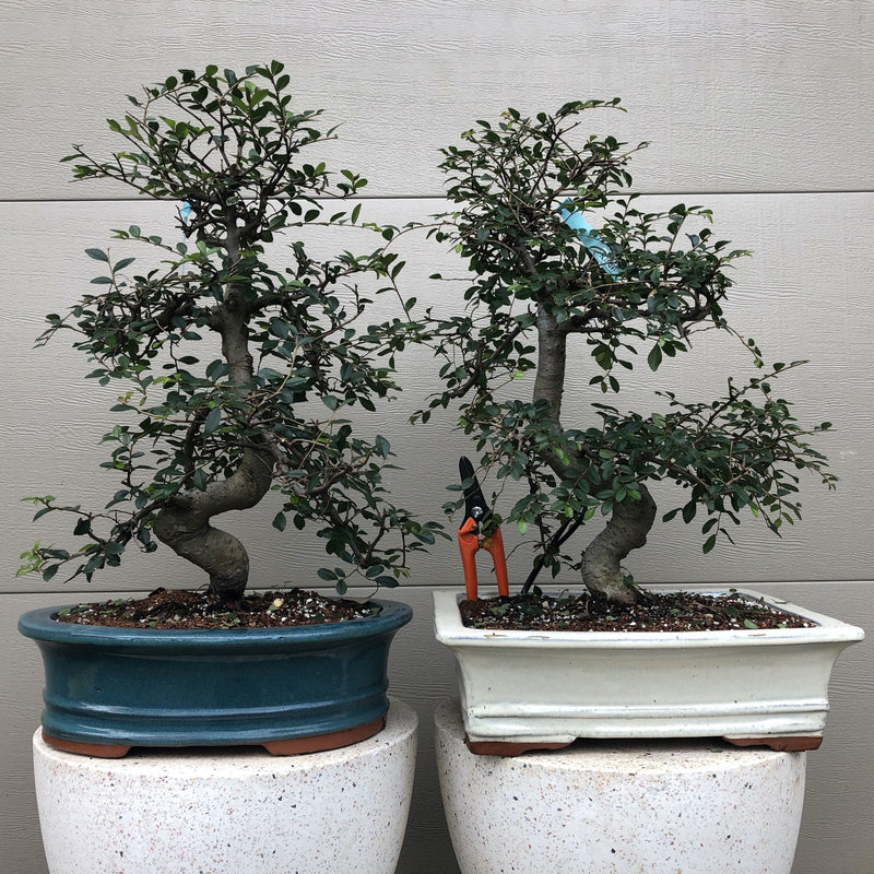 Chinese Elm Bonsai Tree