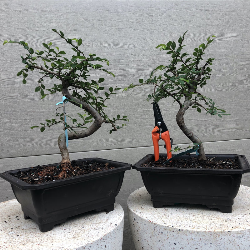 Japanese Elm