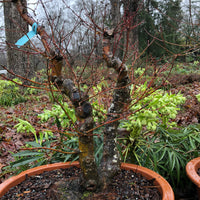 Arakawa Japanese Maple Bonsai Tree