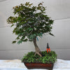 Japanese Maple Bonsai Tree