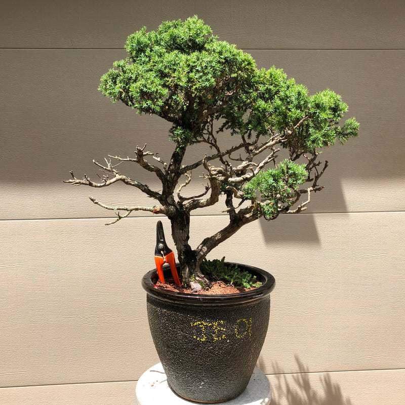 Echiniformis Juniper Bonsai