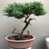 Juniper bonsai tree