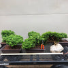 Kingsville Dwarf Boxwood Bonsai