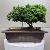 Kingsville Dwarf Boxwood Bonsai