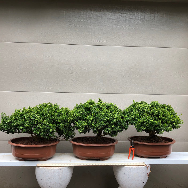 Kingsville boxwood Bonsai Tree