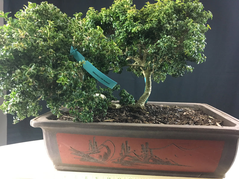 Kingsville boxwood Bonsai Tree