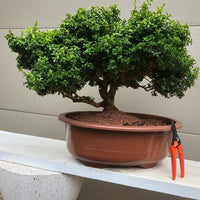 Kingsville boxwood Bonsai Tree