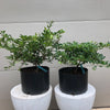 Fuji Cherry 3 gal size -Prunus incisa 'Kojo no-mai'