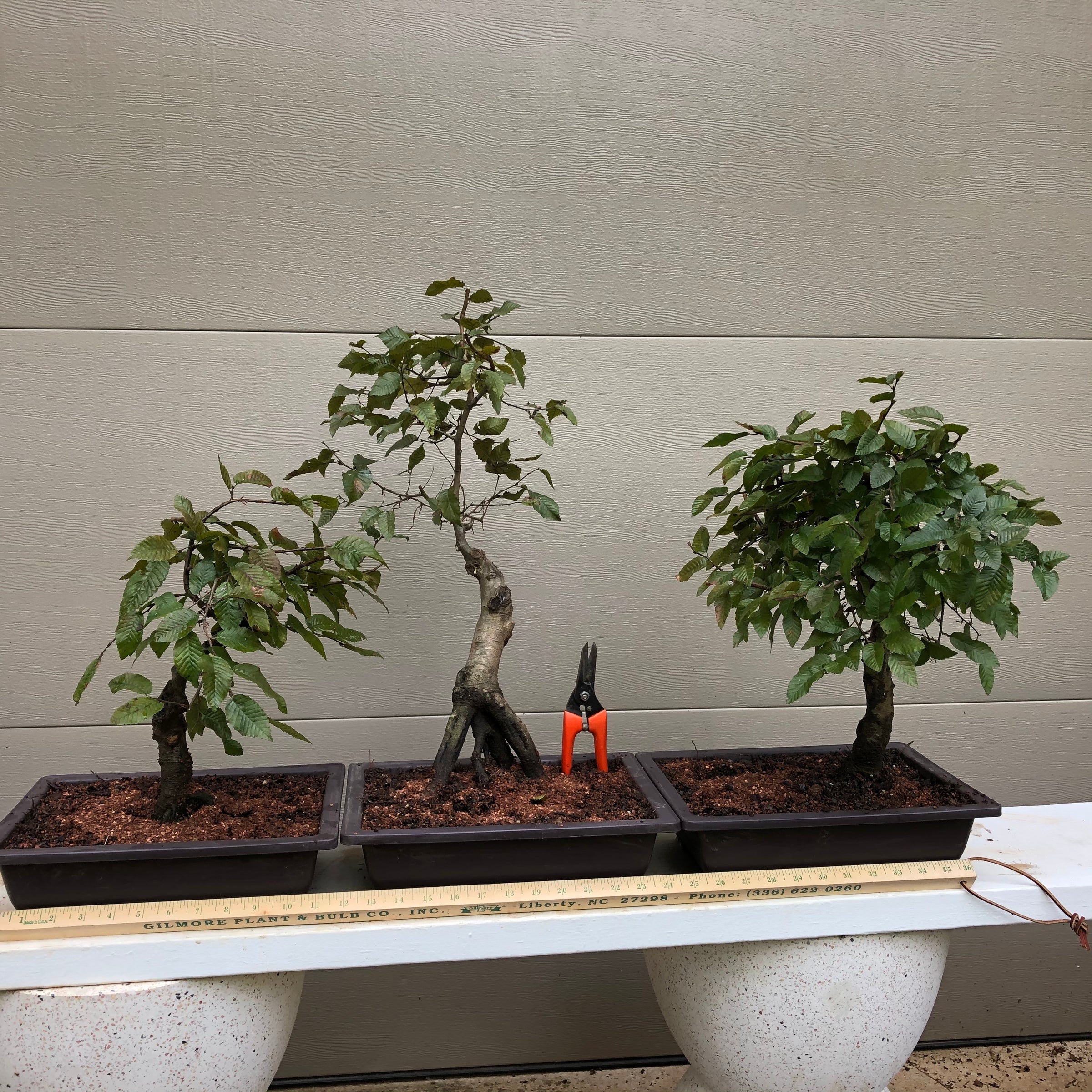 korean hornbeam bonsai tree Korean Hornbeam Bonsai #CACO-012 – Bella Bonsai Nursery