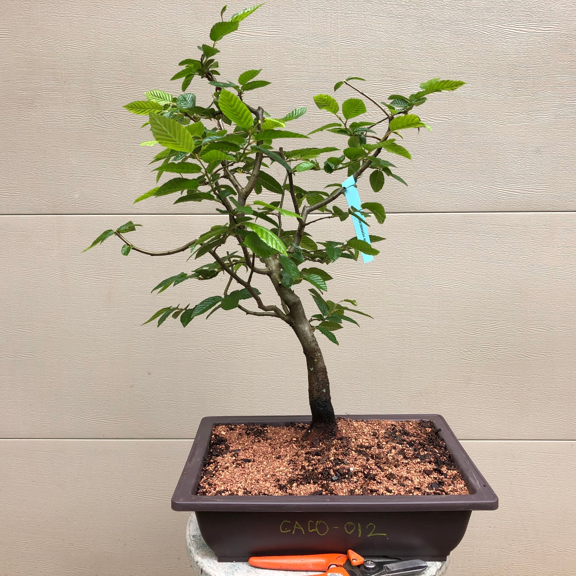 korean bonsai tree Korean Hornbeam Bonsai Tree – Bella Bonsai Nursery
