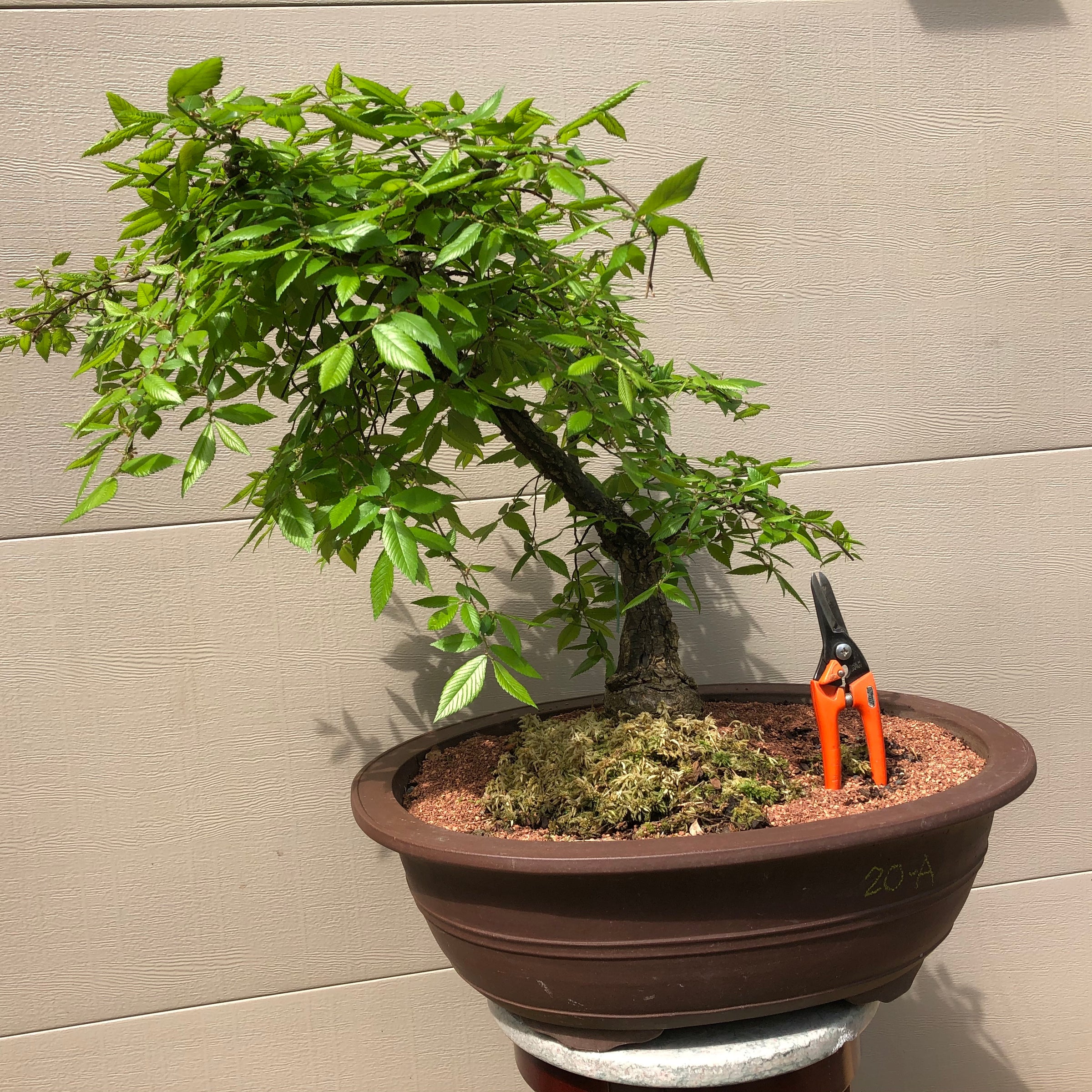 bonsai trees for sale in las vegas Weeping Winged Elm Bonsai Tree – Bella Bonsai Nursery