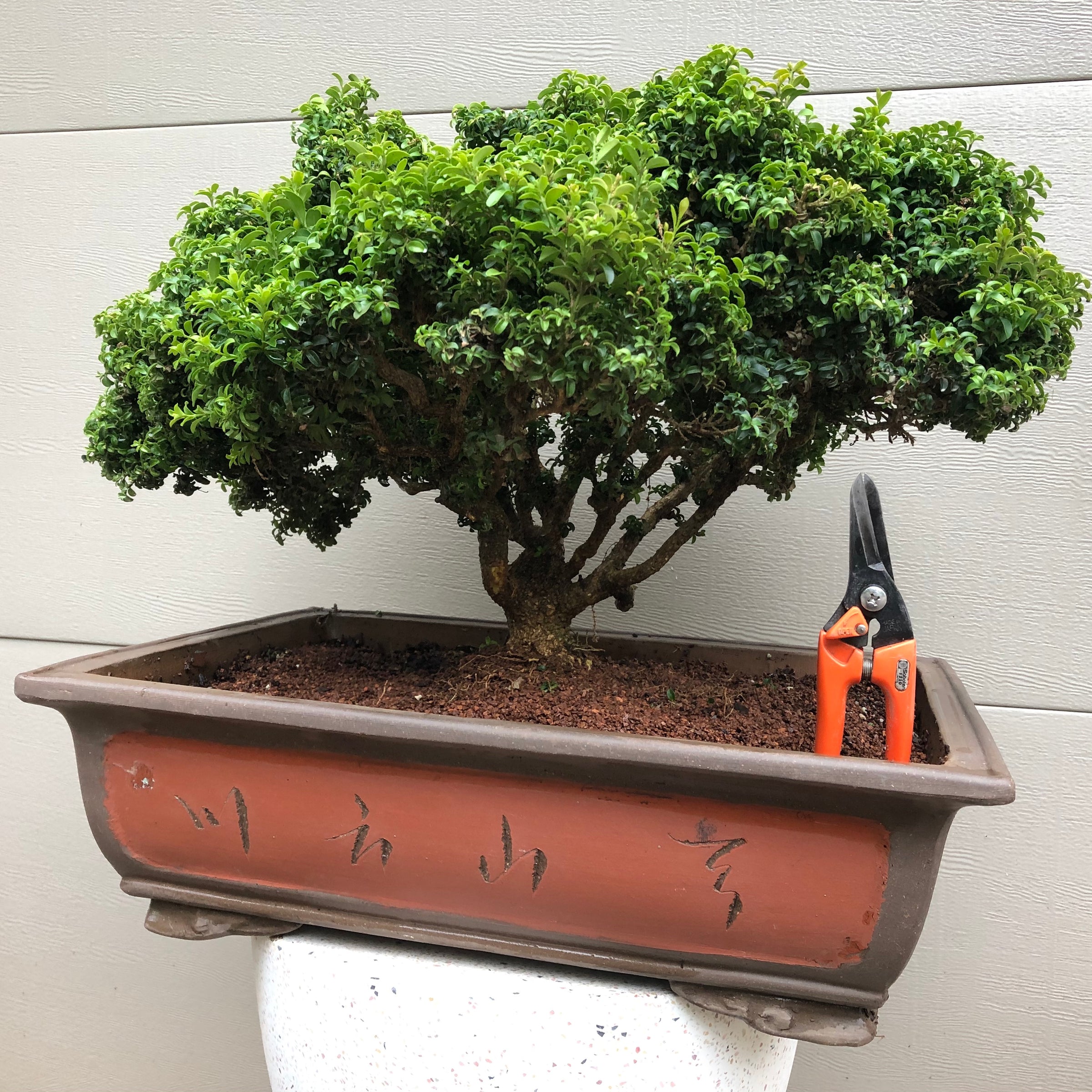 bonsai tree king of prussia Kingsville boxwood Bonsai Tree – Bella Bonsai Nursery
