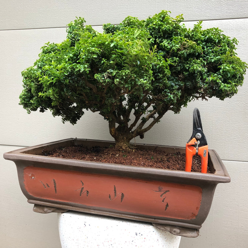 bonsai trees for sale louisville ky Kingsville boxwood Bonsai Tree – Bella Bonsai Nursery