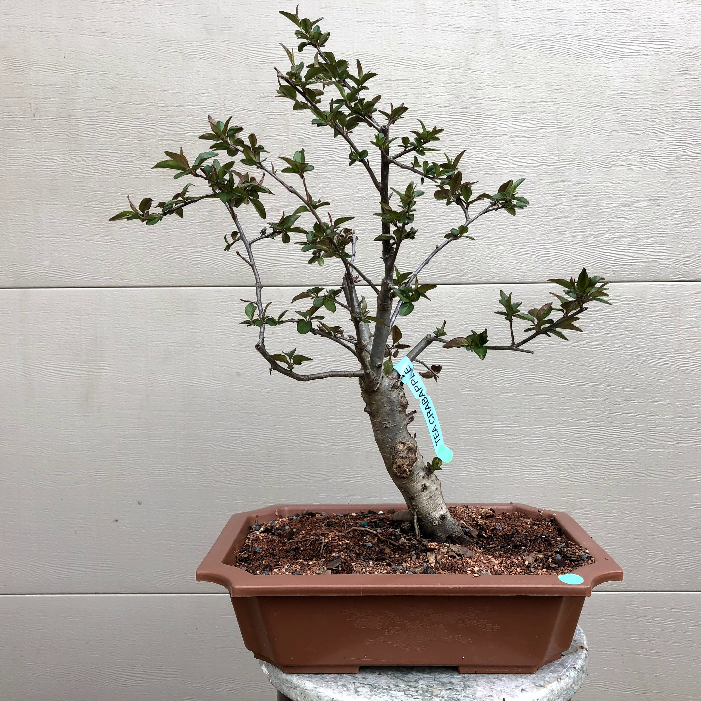 crab apple bonsai tree Tea Crabapple Bonsai Tree – Bella Bonsai Nursery