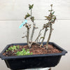 Tea Crabapple Bonsai Tree