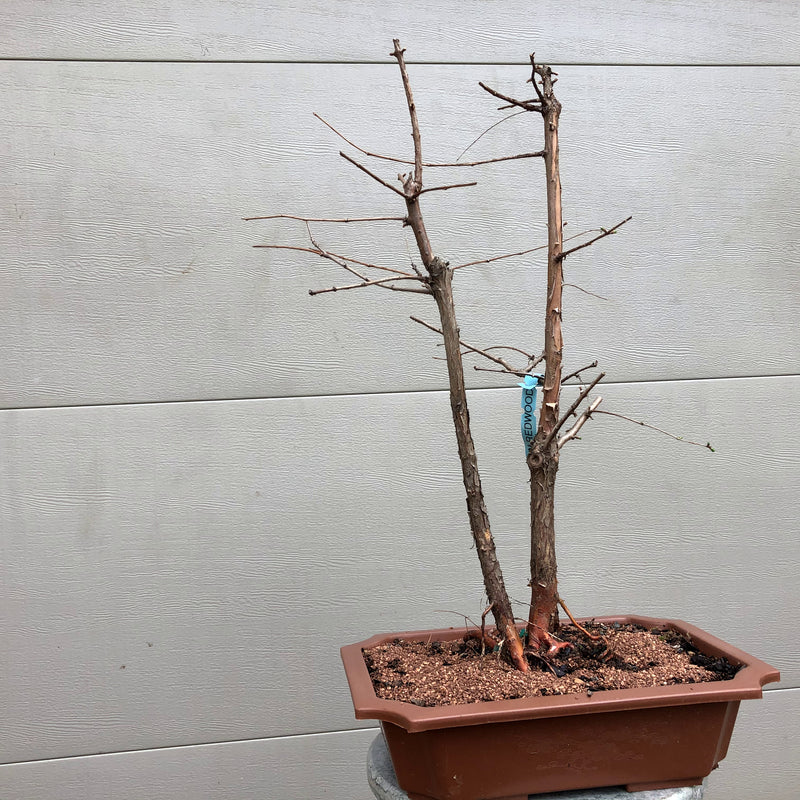 Dawn Redwood Bonsai Twin Trunk