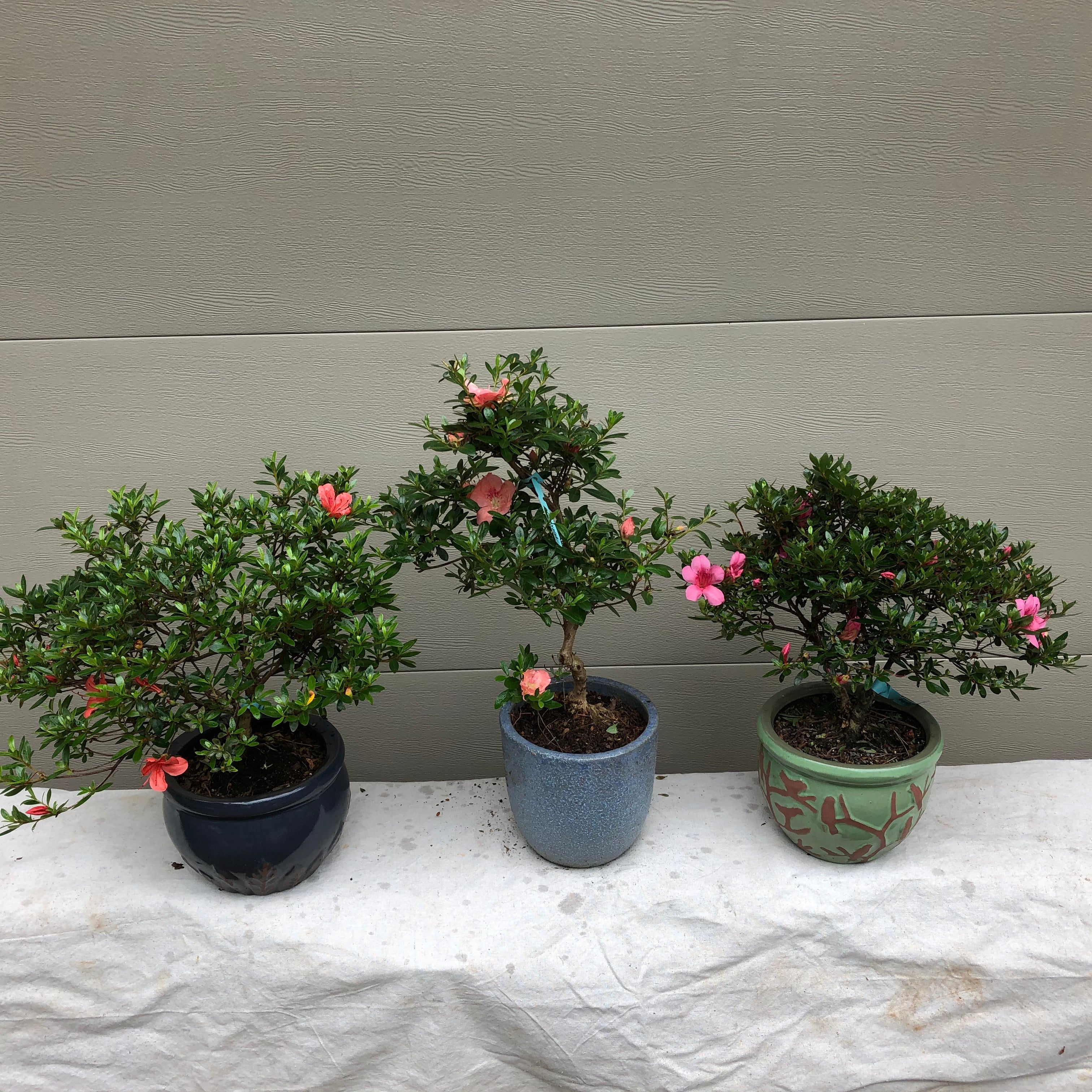 Satsuki Chinzan Azalea Bonsai – Bella Bonsai Nursery