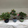Azalea Satsuki Bonsai