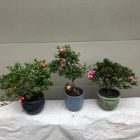 Azalea Satsuki Bonsai