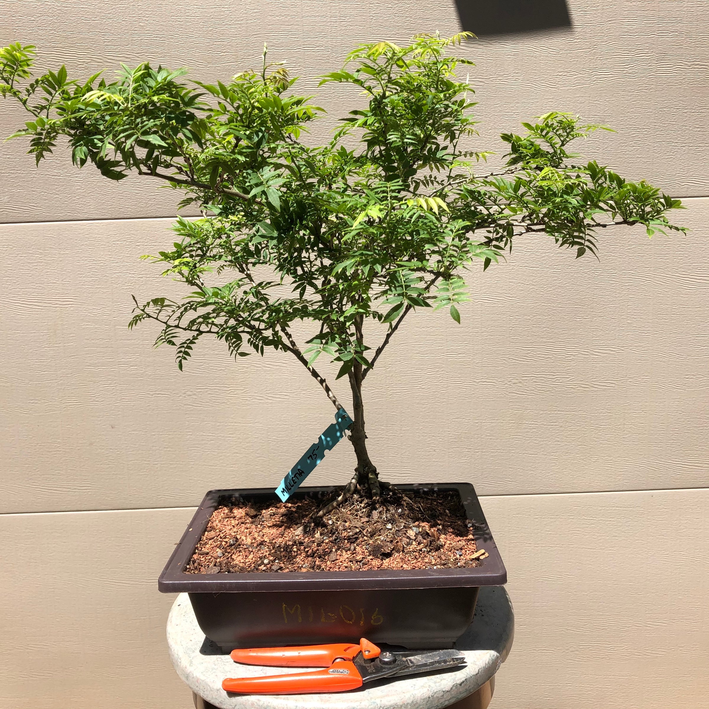 bonsai tree wisteria Summer Wisteria Bonsai Tree 016 – Bella Bonsai Nursery
