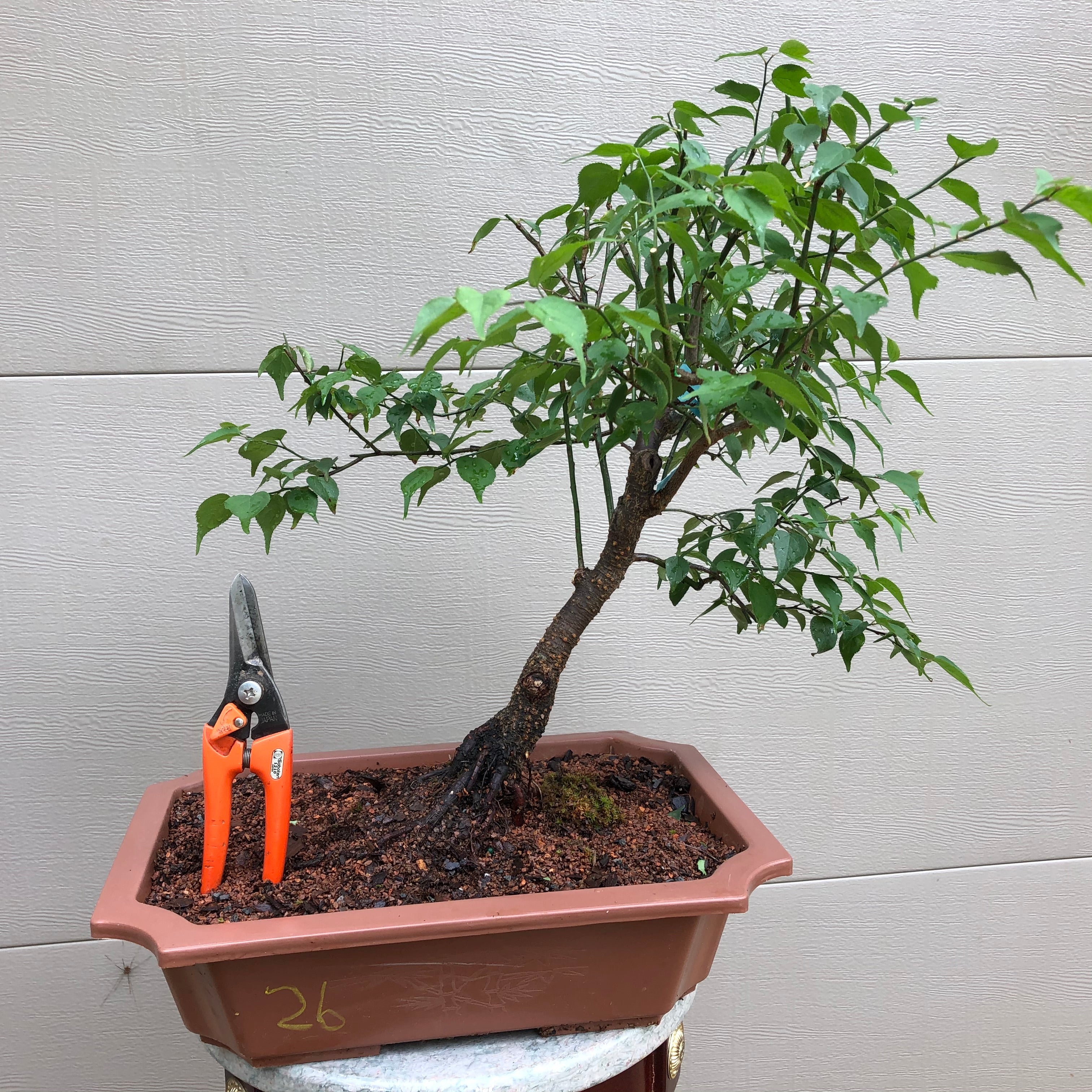Japanese Apricot/Plum Bonsai - Prunus mume (Ume) – Bella Bonsai