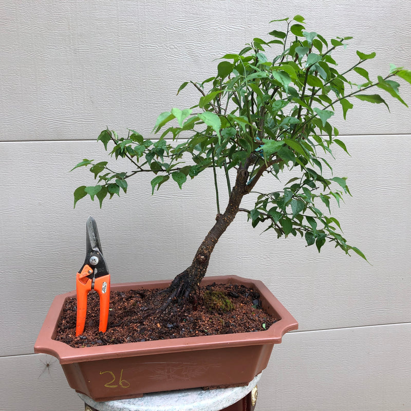 Japanese Apricot/Plum Bonsai - Prunus mume (Ume)