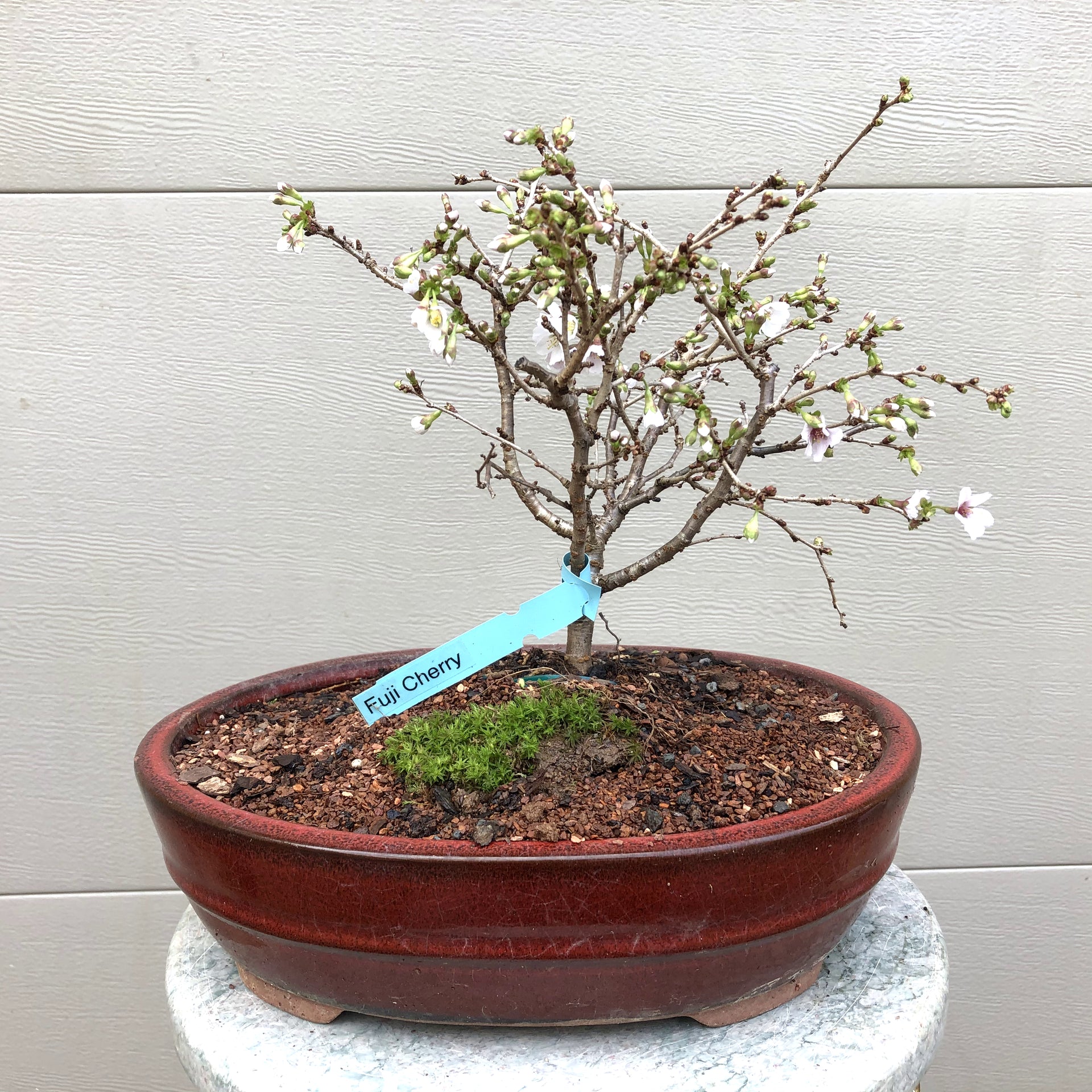 fuji cherry tree bonsai Mt. Fuji Cherry -kojo-no-mai 1 – Bella Bonsai Nursery