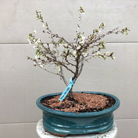 Fuji Cherry 3 gal size -Prunus incisa 'Kojo no-mai'