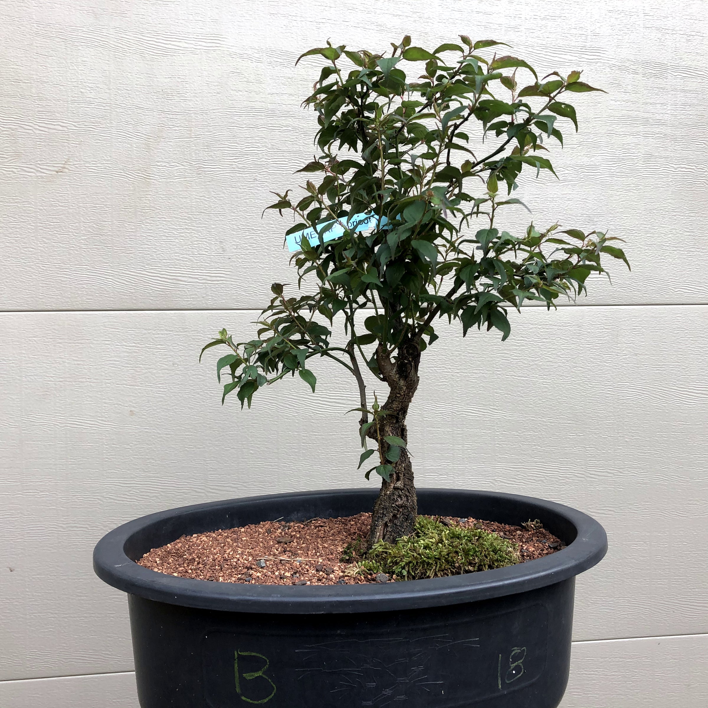 amuseable bonsai tree Ume Japanese Apricot-Japanese Plum Bonsai 18 – Bella Bonsai Nursery